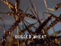 Bugged Wheat